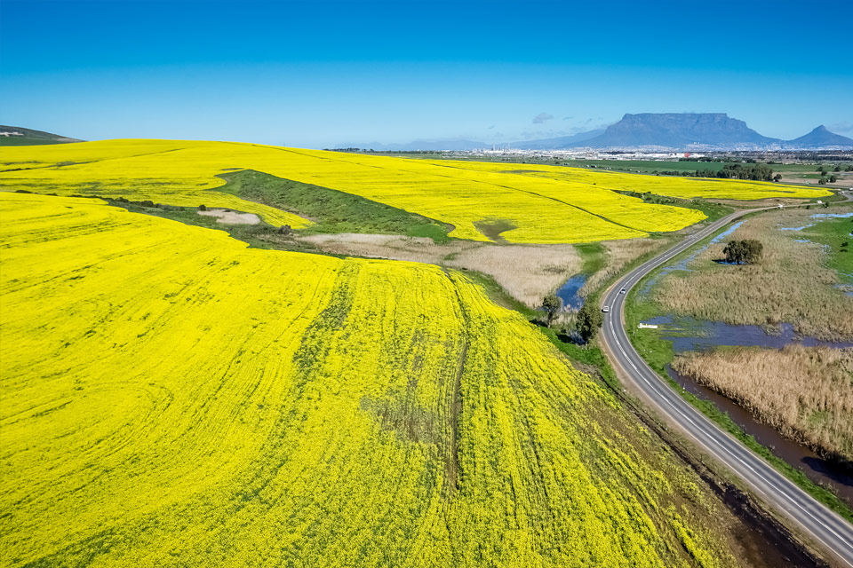 Australian Oilseeds Federation